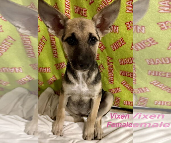 Medium Photo #1 German Shepherd Dog Puppy For Sale in Jackson Township, NJ, USA