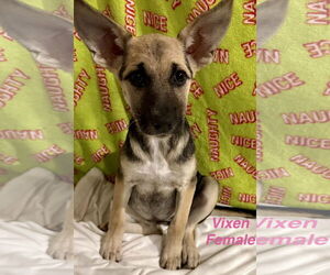 German Shepherd Dog Dogs for adoption in Jackson Township, NJ, USA