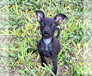 Teeny (TX) - Female Mutt Dog for Adoption - Photo #2
