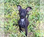 Small Photo #2 Mutt Puppy For Sale in New York, NY, USA