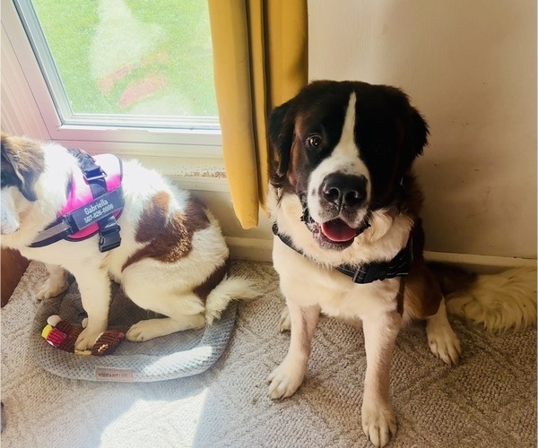 Medium Photo #4 Saint Bernard Puppy For Sale in SLAYTON, MN, USA