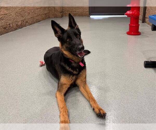 Medium Photo #2 German Shepherd Dog-Unknown Mix Puppy For Sale in Moreno Valley, CA, USA