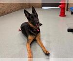 Small #1 German Shepherd Dog Mix