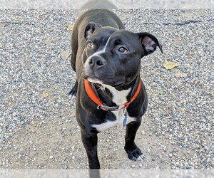 GUNNER - Male American Bulldog Dog for Adoption - Photo #2