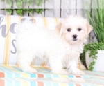 Small Photo #3 Mal-Shi Puppy For Sale in MOUNT VERNON, OH, USA