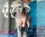 Small Photo #3 Great Dane Puppy For Sale in COLUMBUS, OH, USA