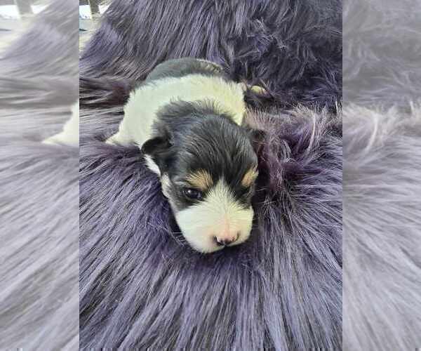 Medium Photo #4 Pomsky Puppy For Sale in VERNAL, UT, USA