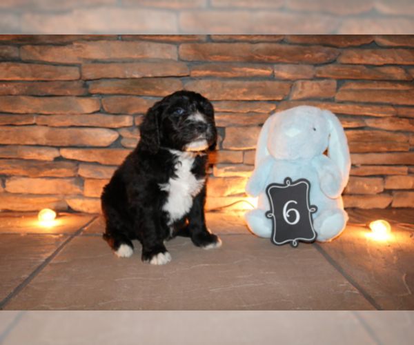 Medium Photo #2 Sheepadoodle Puppy For Sale in STANLEY, VA, USA