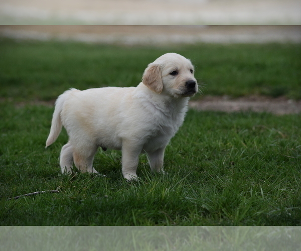 Medium Photo #2 Golden Retriever Puppy For Sale in SILEX, MO, USA