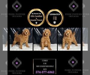 Medium Goldendoodle (Miniature)