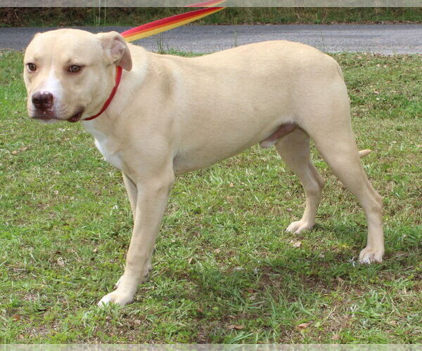 Medium Photo #3 American Pit Bull Terrier-Unknown Mix Puppy For Sale in Prattville, AL, USA