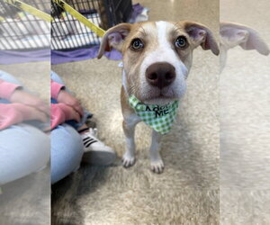 Mutt Dogs for adoption in Germantown, OH, USA