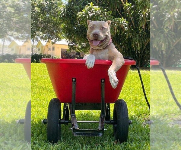 Medium Photo #3 Mutt Puppy For Sale in Miami, FL, USA