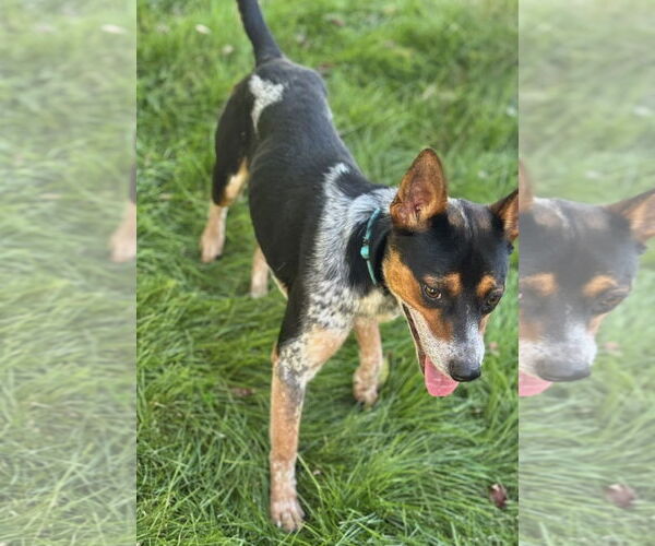 Medium Photo #6 Mutt Puppy For Sale in Omaha, NE, USA