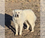 Small #2 Great Pyrenees