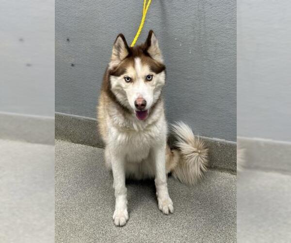 Medium Photo #1 Siberian Husky-Unknown Mix Puppy For Sale in Las Vegas, NV, USA
