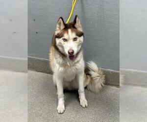Siberian Husky-Unknown Mix Dogs for adoption in Las Vegas, NV, USA