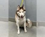 Small Siberian Husky Mix