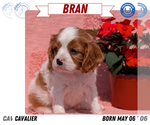 Small Photo #35 Cavalier King Charles Spaniel Puppy For Sale in GOSHEN, IN, USA