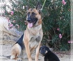 Small #28 German Shepherd Dog