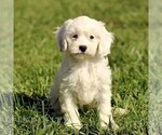 Small #3 Cavapoo