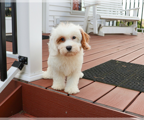 Medium Photo #6 Cavapoo (Miniature) Puppy For Sale in SYRACUSE, IN, USA