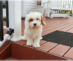 Small #5 Cavapoo (Miniature)