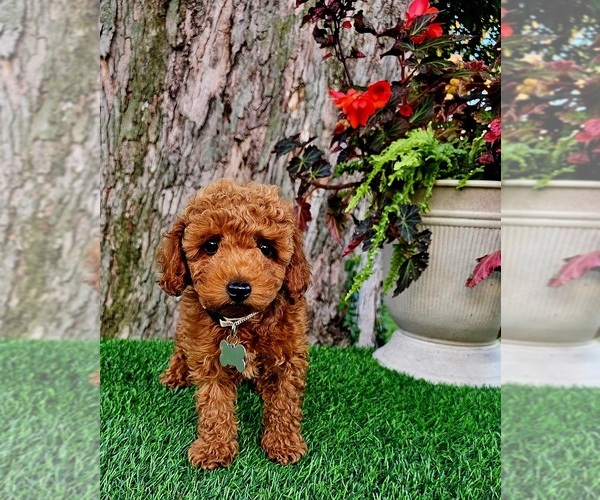 Medium Photo #1 Poodle (Miniature)-Poodle (Toy) Mix Puppy For Sale in INDIANAPOLIS, IN, USA