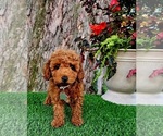 Image preview for Ad Listing. Nickname: Remy toy
