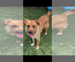 Mutt Dogs for adoption in Texarkana, TX, USA