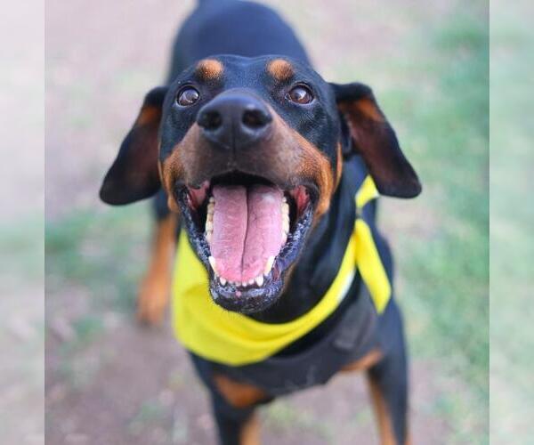 Medium Photo #1 Doberman Pinscher-Unknown Mix Puppy For Sale in San Antonio, TX, USA