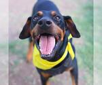 Small Doberman Pinscher Mix