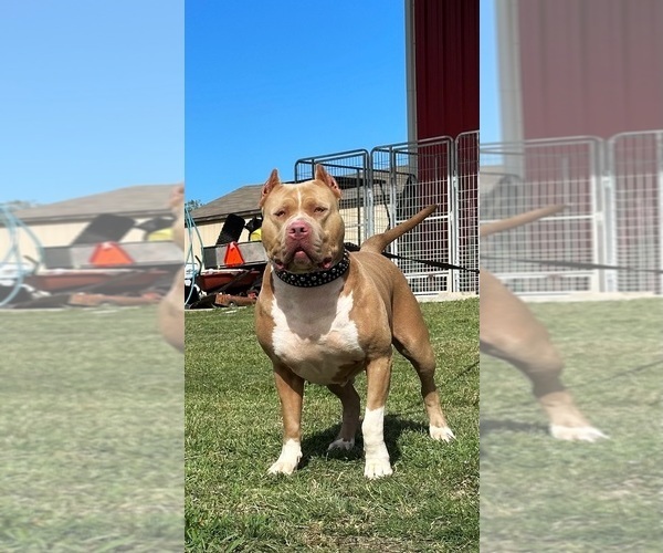 Medium Photo #1 American Bully Puppy For Sale in DICKINSON, TX, USA