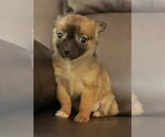 Small #4 Chihuahua