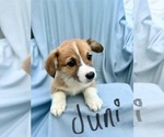 Puppy Juni Pembroke Welsh Corgi