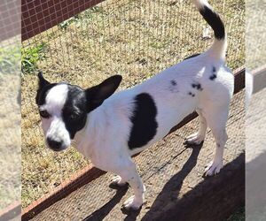 Chihuahua Dogs for adoption in Carrollton, TX, USA