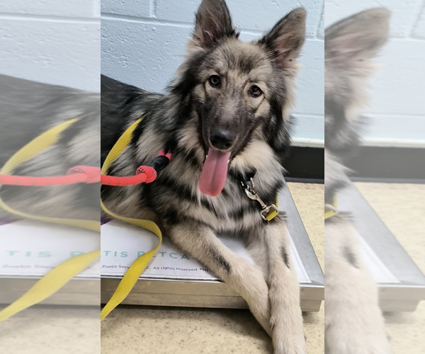 Medium Photo #1 German Shepherd Dog-Unknown Mix Puppy For Sale in Kansas City, MO, USA