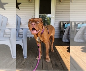 Dogue de Bordeaux Puppy for sale in SAVOY, MA, USA