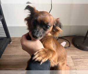 Mother of the Chihuahua puppies born on 05/22/2026
