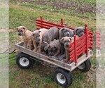 Small Photo #2 Cane Corso Puppy For Sale in MYERSTOWN, PA, USA