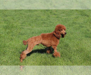 Father of the Cavapoo puppies born on 04/13/2024
