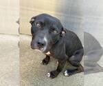 Small #1 American Pit Bull Terrier Mix