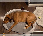 Small #2 Redbone Coonhound Mix
