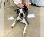 Small #5 Catahoula Leopard Dog Mix