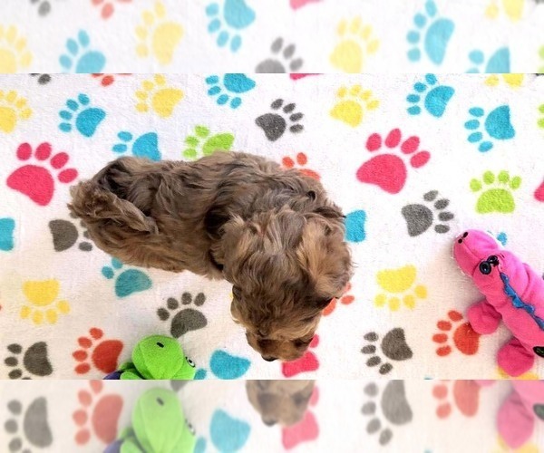 Medium Photo #4 Poovanese Puppy For Sale in ORO VALLEY, AZ, USA