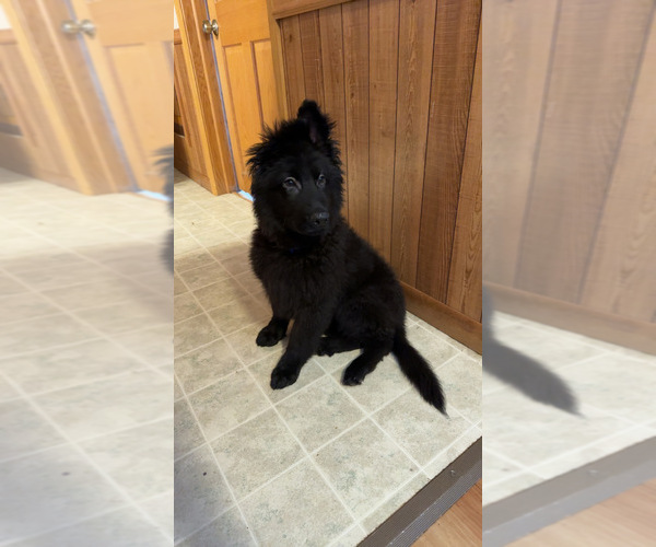 Medium Photo #1 German Shepherd Dog Puppy For Sale in CORNELL, MI, USA