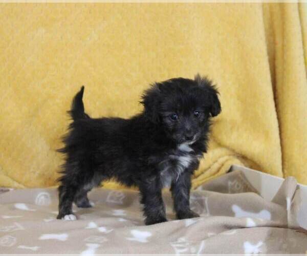 Medium Photo #1 Pom-A-Poo Puppy For Sale in NAPPANEE, IN, USA