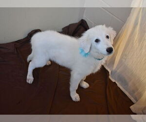 Great Pyrenees-Unknown Mix Dogs for adoption in McKinney, TX, USA