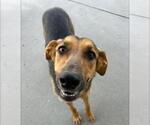 Small German Shepherd Dog Mix