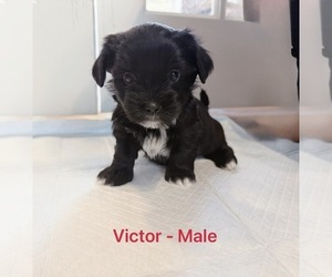 Mal-Shi Puppy for sale in PLANO, TX, USA